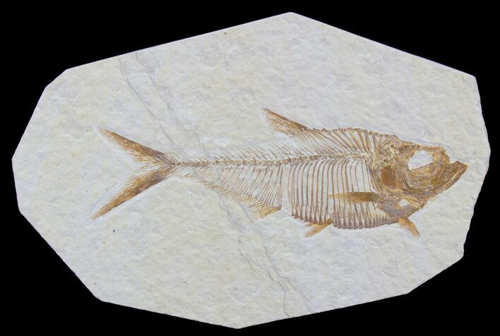 Detailed, Diplomystus Fossil Fish - Wyoming #79074